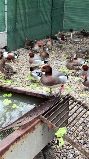 🦆🦆🦆 #chasse #duck #canard #hunt #hunting