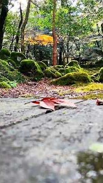 #ドローン空撮 で楽しむ #渓谷 #愛媛県 #鬼北町 #成川渓谷 #苔 #落葉 #癒し #マイナスイオン #四国百景 #べろ岩 #だるま岩 #森林浴 #drone #DJI #DjiNeo2