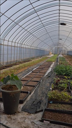 Making seedlings from fruit and specialty tree seeds