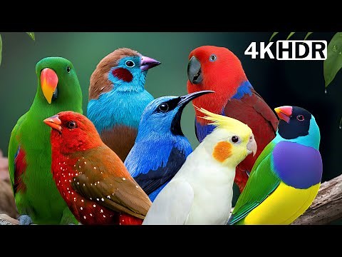 Most Colorful Birds in the World | Breathtaking Beauty of Earth's Most Exquisite Birds | Relaxation🌿