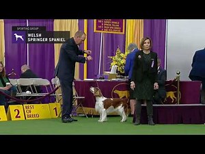 Spaniels Welsh Springer | Breed Judging 2019