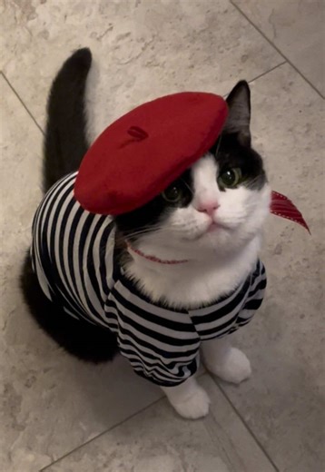 🌷Think Spring 🦨 #looneytunes #pepelepew #cosplay #costume #cat | pepe le pew