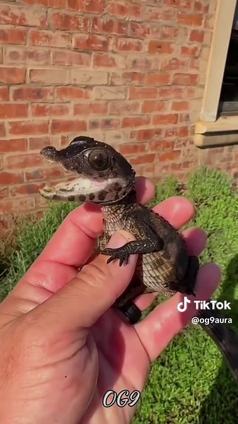 Amazing Transformations of Animals