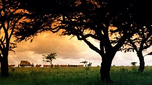 Watch Out of Africa 1985 full movie on Fmovies