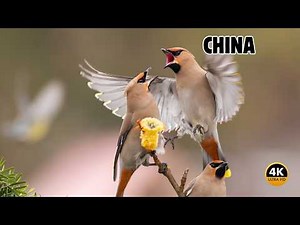 CHINA: Paraíso de AVES Maravillosas y Legendarias | Documental Completo