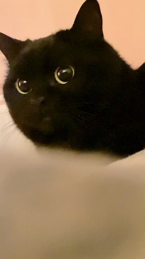 Curious Black Cat with Green Eyes Close-Up