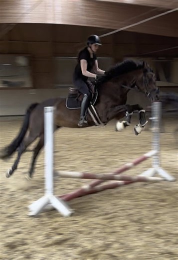 🕺🕺🕺 #fyp #foryoupage #goviral #dressage #dressurpferd #jungpferd #reithalle #stangenarbeit #showjumping #springpferd