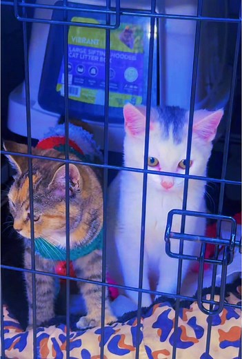 Respuesta a @love therline joseph #cat #catsoftiktok #cats #catlover