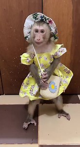 800K views · 19K reactions | Hi...Cute Girl 2023 | Cute Baby Monkey | Facebook