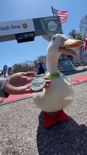 3.4M views · 141K reactions | This duck didn’t just waddle—he ran (and flew) his way through a marathon… and even earned a medal . Cutest finisher we’ve seen in a long time!  | RunnersConnect | Facebook