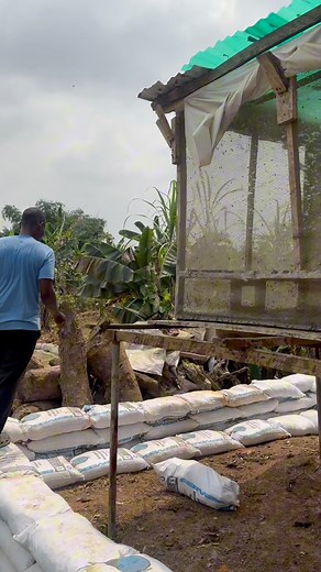 Giving water to flies is a tradition for maximum egg production in black soldier fly | Bempet Organic Farm