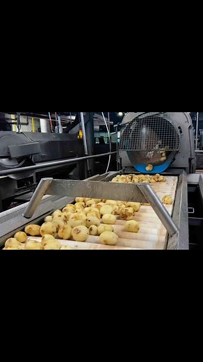 750 reactions · 55 shares | We’ve combined two of our most loved potato chips to bring you something amazing… Introducing Wavy Barbecue potato chips! Bold, smoky, and perfectly crunchy, our Wavy Barbecue chips bring all the flavor you crave in every bite. Whether you’re hosting a BBQ or snacking solo, this new flavor is here to elevate your snack game! Grab a bag (or two) and experience the *wave* of flavor you’ve been waiting for!  | Better Made Snack Foods | Facebook