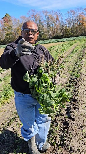 Fresh homegrown green beans, Come out and start cooking for your Thanksgiving dinner. We have collards, handover, Kale, sweet potatoes and much much more. #videoguy #virginiabeachhoney #freshfruitsandvegetables #countrycooking #jamlovers #smallfarmers | Creekmore's Place