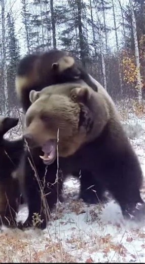 Bear attack! Wolverines! #wildlife #bear