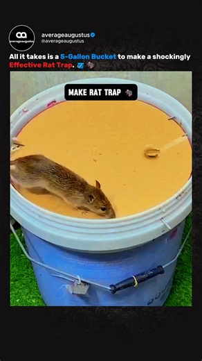 Average Augustus on Instagram: "It’s crazy how a simple bucket and a bit of bait can outperform gadgets worth thousands. 🪤🐭 This DIY rat trap works because it uses instinct, not technology — the scent pulls them in, the rolling bar tricks them, and gravity finishes the job. No electricity, no chemicals, no constant resetting… just pure physics doing exactly what it’s supposed to do. And the best part? It resets itself every single time. One falls in — the trap is instantly ready for the next. 