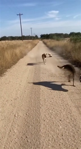 Check out this **funny animal** video of a dog's unexpected encounter! This **dog tv** clip is a perfect example of why **viral videos** go crazy online. The **animal sounds** make it even funnier, and it's great for **animals for kids**. | Rescue Stories