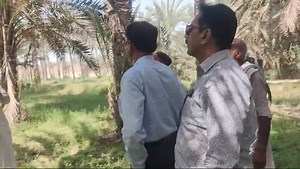 Mr. Muneer Ahmed Jumani Director General Agriculture Extension alongwith team visited Khairpur regarding lesser moth borer in date palm | ICT Agricultural Extension Services Sindh