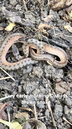 Beautiful DeKays brown snake in the early morning!!!! #snake #wildlife #shortvideo