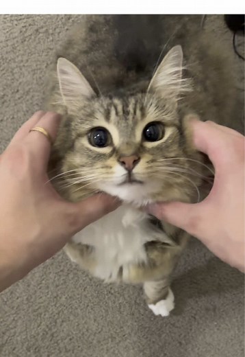 Cute Cats Eating Burgers: Adorable Cat Moments