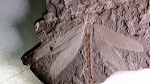Complete dragonfly fossil dating back 165m years discovered in N China