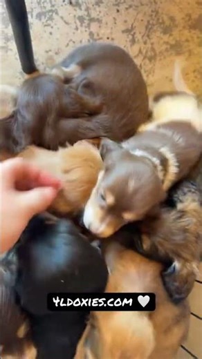 The cutest, sweetest thing you’ll see all day!😍 #puppies #minidachshund www.4ldoxies.com
