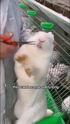 Trimming Rabbit’s Long Teeth, Essential Care for Farm Rabbits