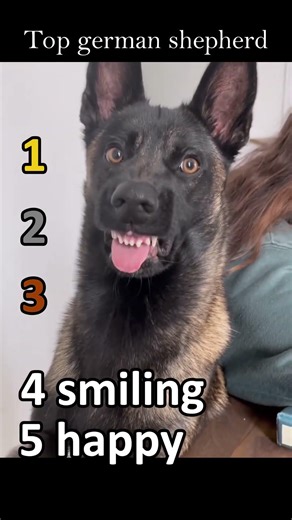 Ultimate Dog Compilation: Funniest Fails, Cute Smiles & Chaotic Moments! 🐶🔥 #Dogs #Funny #2026