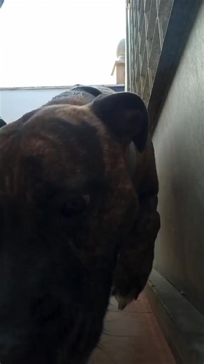 13K views · 252 reactions | Le cessioni... questa è la fine che fanno...