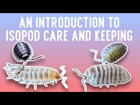 A Breeder's Personal Guide to Isopod Care and Keeping
