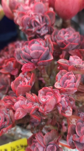 #사랑해 #김건모 #지미네옥상다육