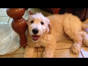 11 wk old Goldendoodle puppies nearly ready for Adoption