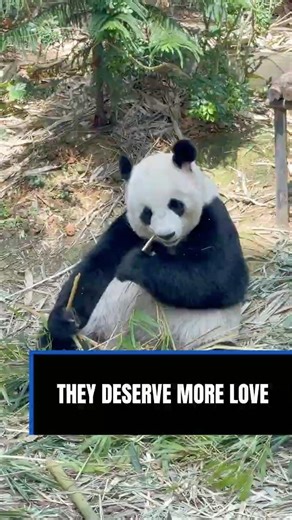 Meet Singapore’s pandas, Jia Jia and Kai Kai