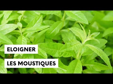 Les plantes qui éloignent les moustiques