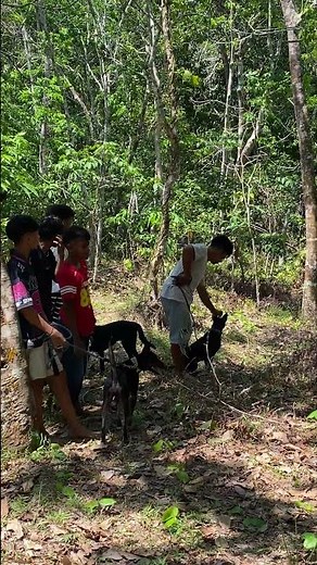 sudah sampai lokasi berburu babi hutan #anjingpemburu #boarhunting #shortvideo #doglife