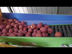 How to sort apples by size using an automatic sorter #EuisungEuteumFarm #BusasaApples