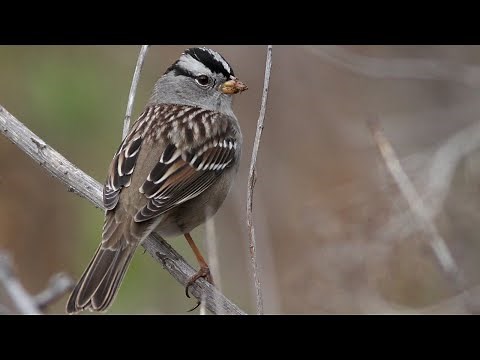 White-crowned Sparrows | Bird Identification Guide