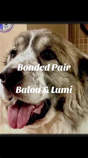 💛 Meet Balou & Lumi — a bonded brother & sister duo searching for their forever home together! 💛 (Kirkland, WA | Adoption Fee: $625 for the pair | Fence Required: 6ft These two recently lost their beloved owner, and now they’re looking for a family who will love them together, forever. Balou — born April 2019 — is a stunning Pyr with a calm, confident personality. He walks beautifully on leash, rides like a dream, and is completely housebroken. Balou adores affection, brushing, and attention f