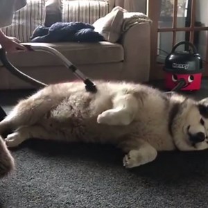 My dog loves to be vacuumed 😂 | VT