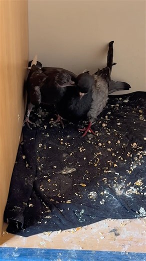 Partie 99 j’ai trouvé un bébé pigeon et je vais vous montrer son évolution #Pigeon
