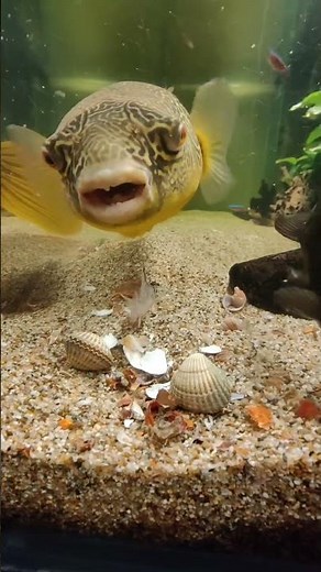Pufferfish Eating Clams