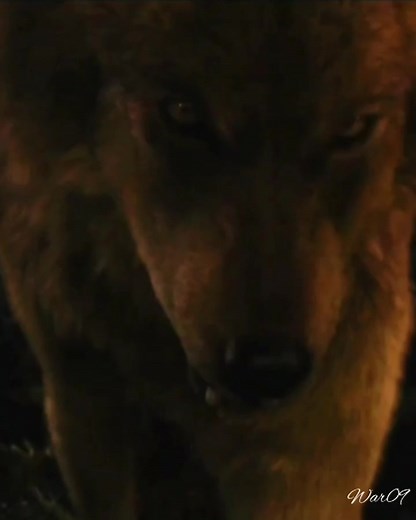 Twilight's Wolf: Jacob's Role Explained
