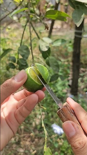 Lime Fruit