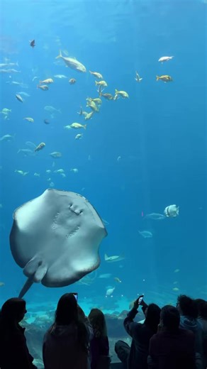 Visitamos el acuario más grande de América y la experiencia fue IMPRESIONANTE.... Acuario en Atlanta, Georgia : No te pierdas la parte de los tiburones 🦈 a mitad del video | Tíratepr