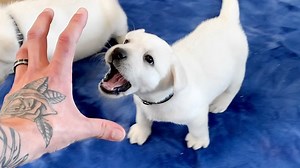 120K views · 1.4K reactions | LABRADOR PUPPIES VS. THE CLAW!!! | Life With Labradors | Facebook