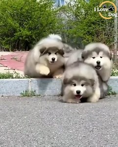 🐶🐶🐶 | Dog Angel