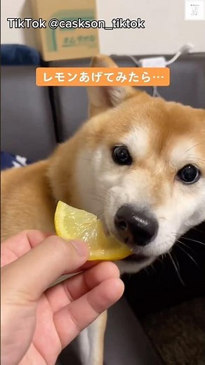 Hilarious! Shiba Inu's funny reaction after eating lemon #ShibaInu #Dog #Funny #LifeWithDogs #Funny