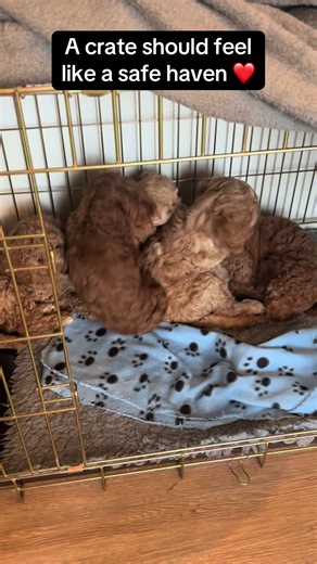 Crate Training Puppies: Why They Choose Their Crate to Sleep