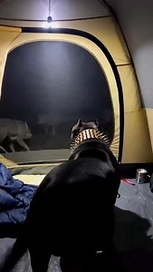 We were asleep in the tent when a pack of wolves attacked… 🐺😱 and my Pitbull charged out to protect us. No fear. No hesitation. Just instinct. He fought them off and came back standing. 🐕❤️ Fictional — AI-generated for storytelling. | Animal Miracles