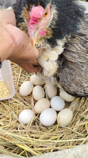 Newborn Chicks’ First Day Backyard Chicken Egg Hatching 🐣 – Broody Hen Magic! #shorts