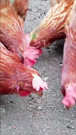 It's FREE - Harvesting Maggots for Chicken Feed
